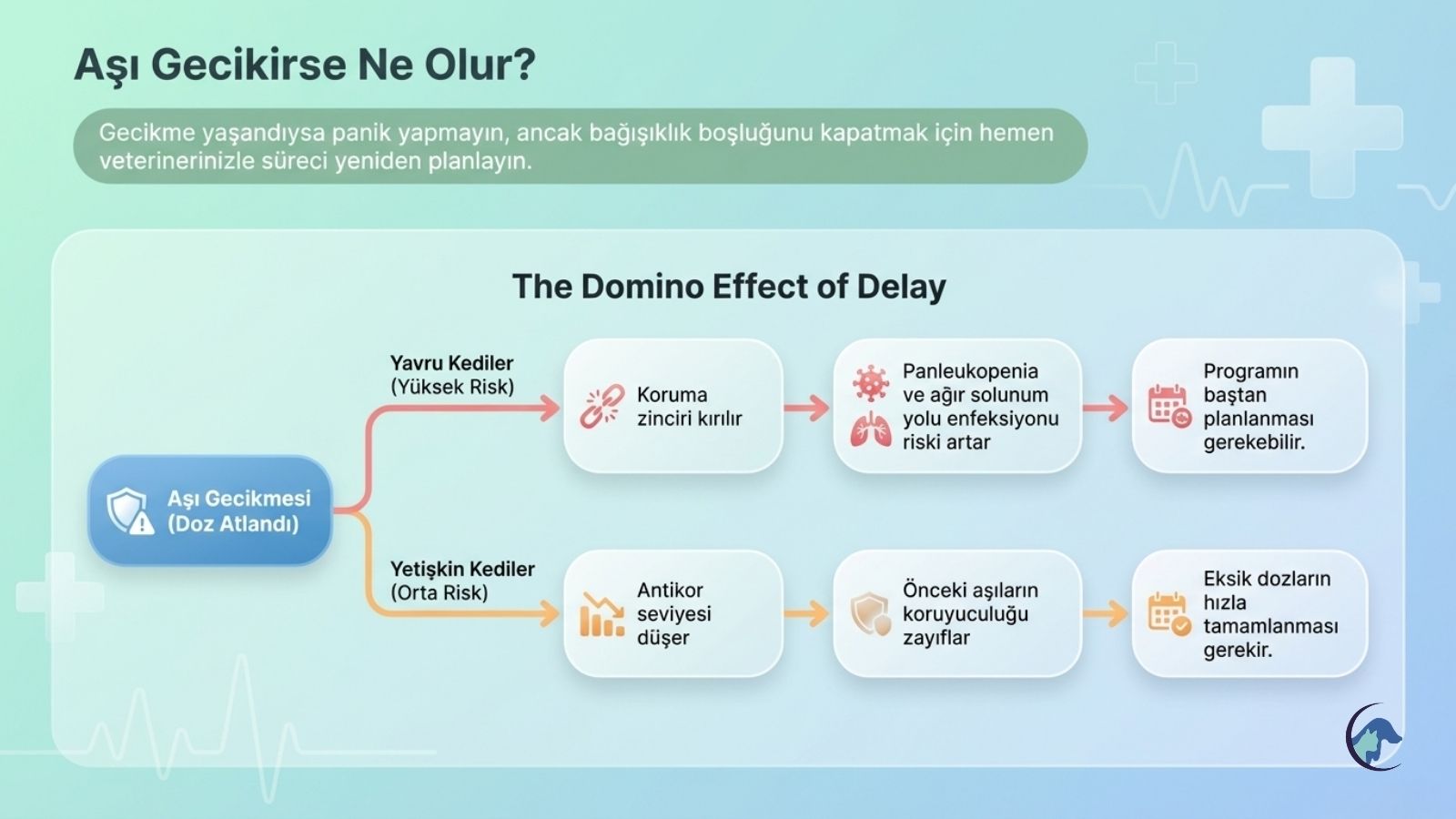 kedilerde-asi-gecikirse-ne-olur