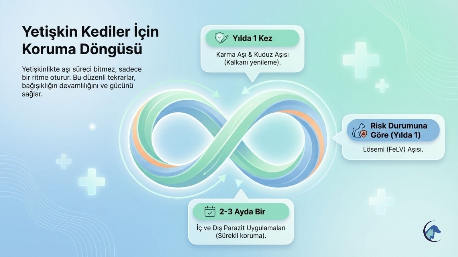 yetiskin-kedilerde-asi-takvimi